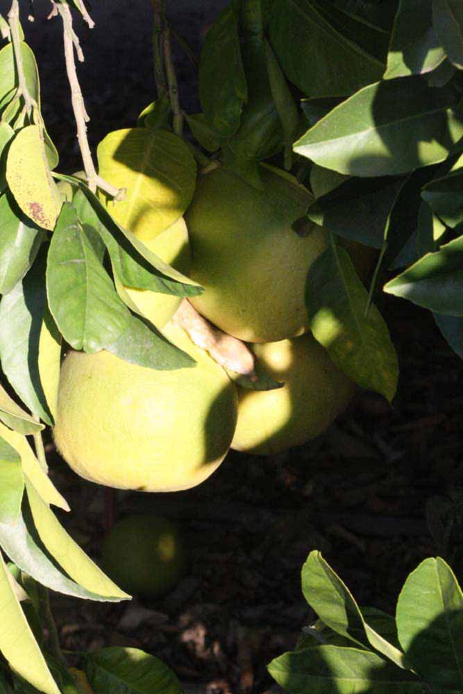            Fruit (Riverside, CA)   